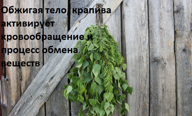 веник для бани из крапивы